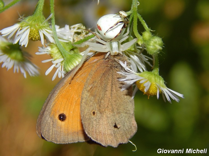 Misumena vatia: accoppiamento e predazione - Turbigo (MI)